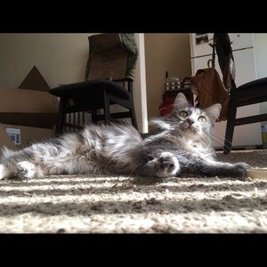 Meet your Posher, Christina