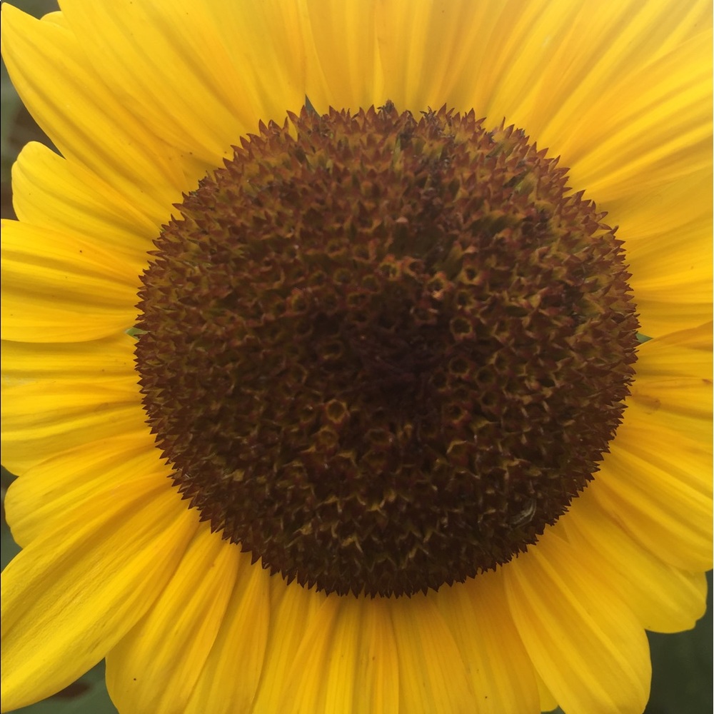 Meet your Posher, Madi