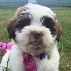 Meet your Posher, Jessica