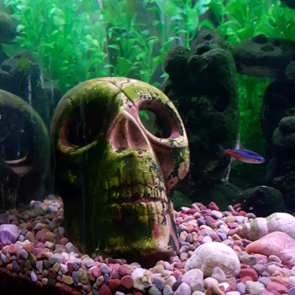 Meet your Posher, Krissy