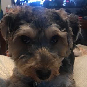 Meet your Posher, Alroy