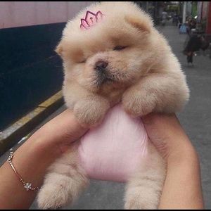 Meet your Posher, Karla