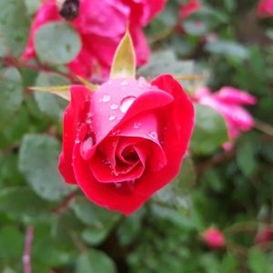 Meet your Posher, Charlene