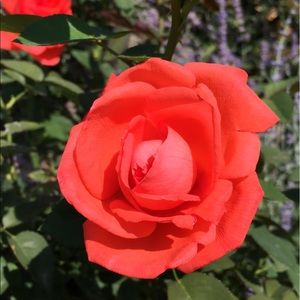 Meet your Posher, Ann