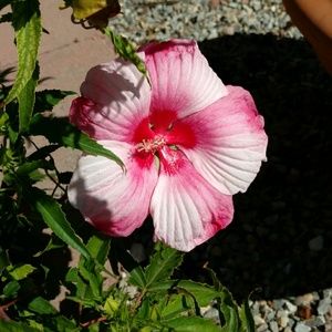 Meet your Posher, Bec