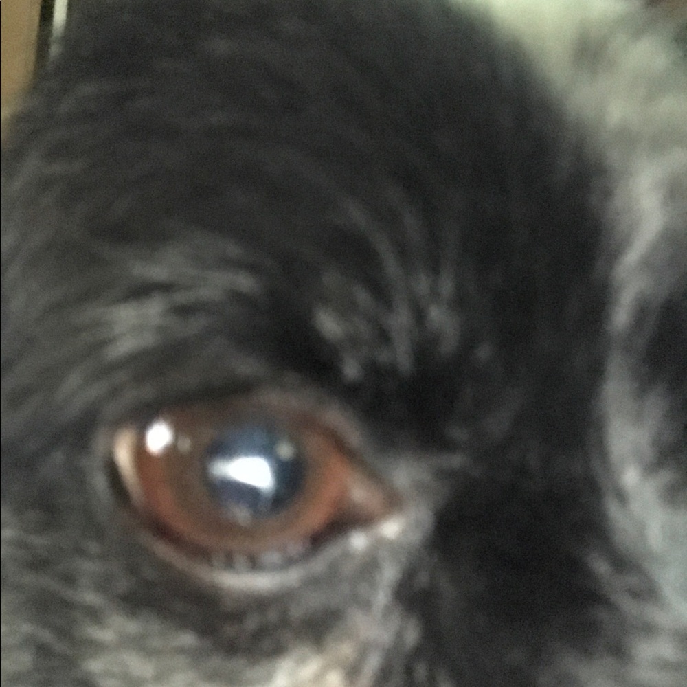 Meet your Posher, Abel