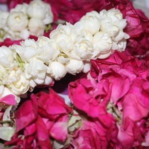 Meet your Posher, Haju