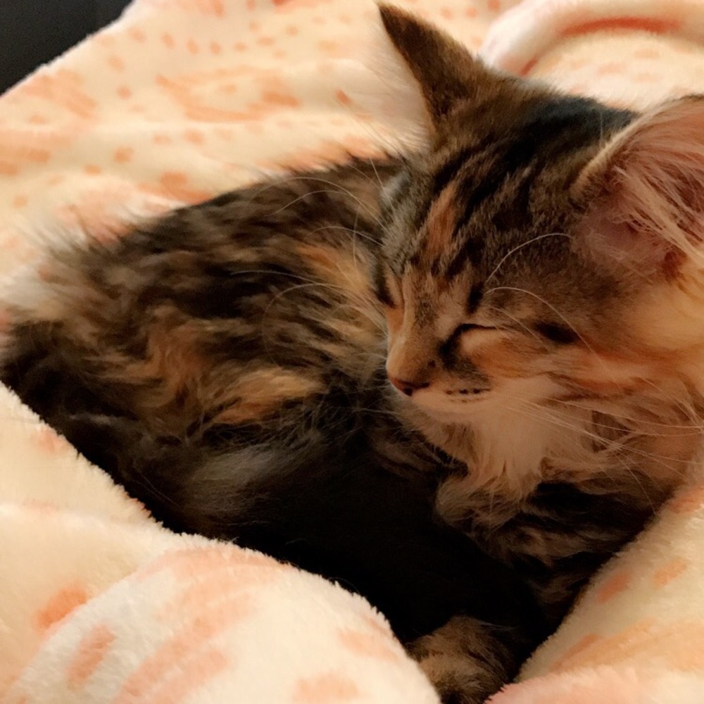 Meet your Posher, Leanna