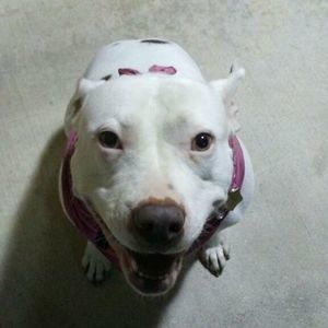 Meet your Posher, Sadie