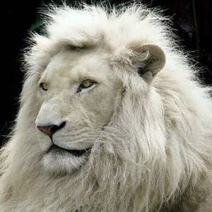 Meet your Posher, Adedamola