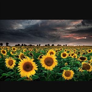 Meet your Posher, Maddie