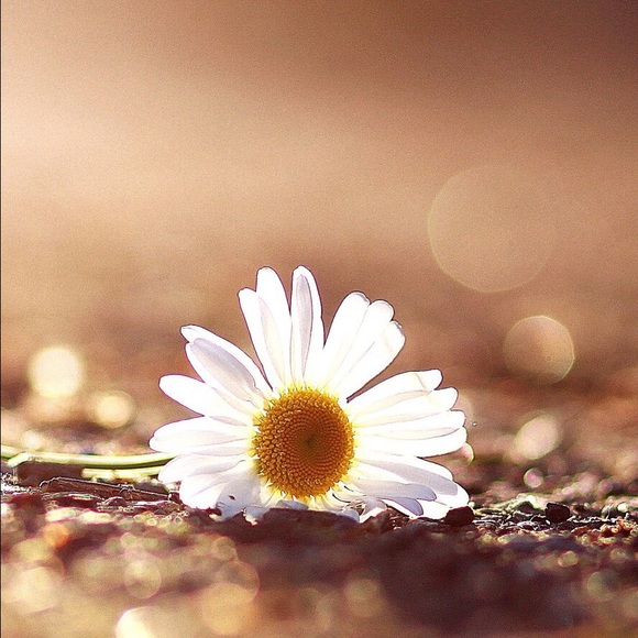 Meet your Posher, Crystal - Picture 1 of 1