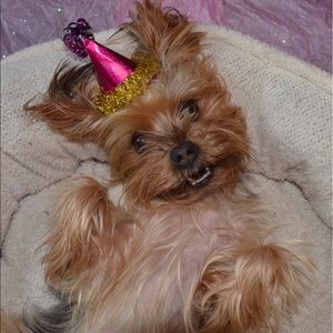 Meet your Posher, Morgan