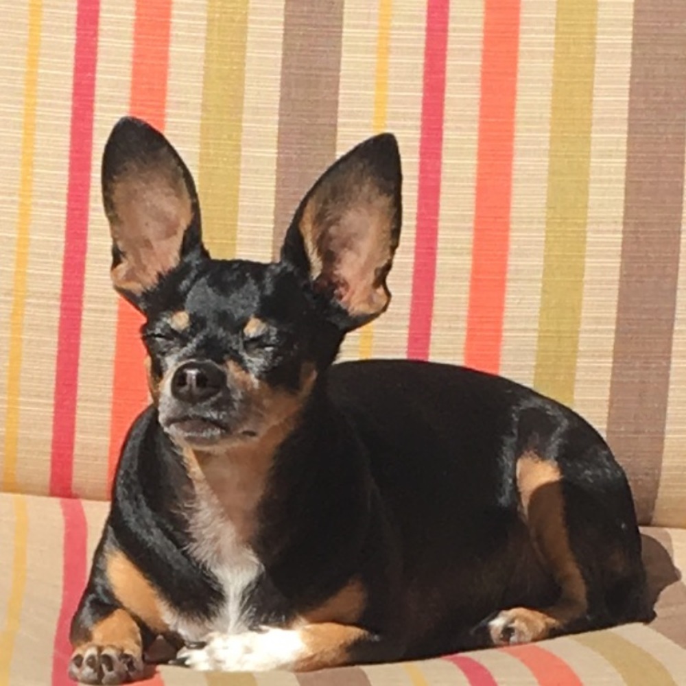 For minyane 3 pairs true & co