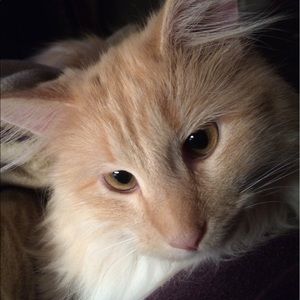 Meet your Posher, Tammy