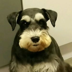 Meet your Posher, Joyce