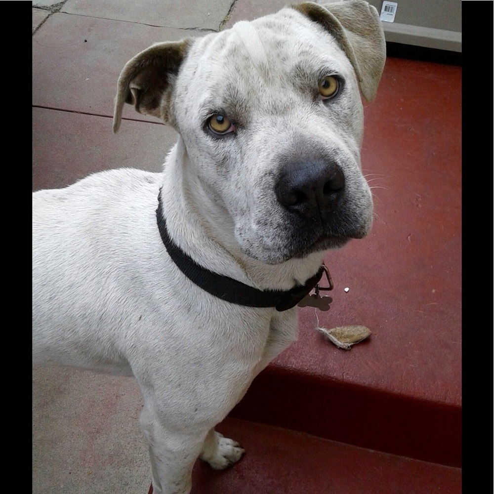 Meet your Posher, Susan