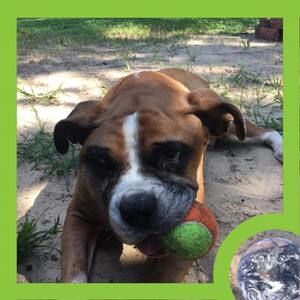 Meet your Posher, Penelope