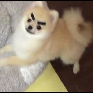 Meet your Posher, Jordan