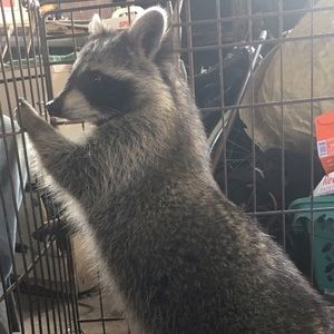 Meet your Posher, Amelia