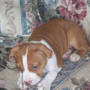 Meet your Posher, Roman