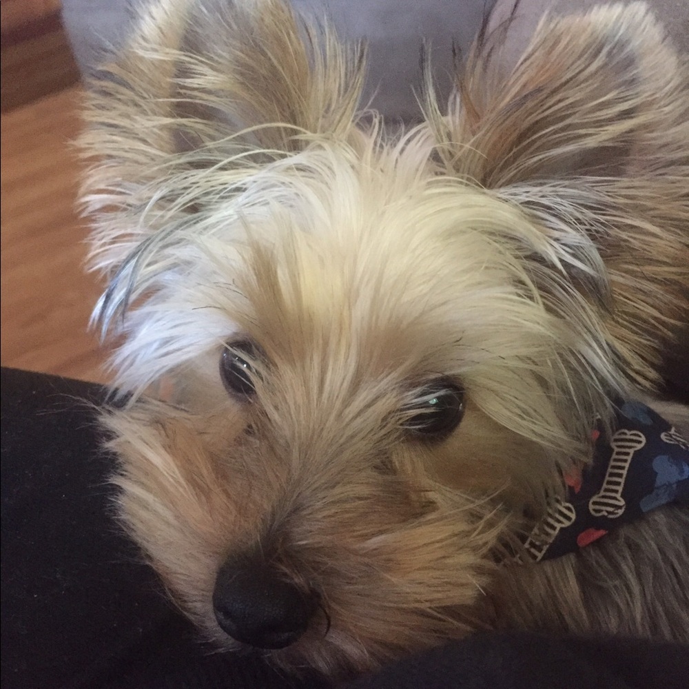 Meet your Posher, Samantha