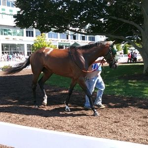 Meet your Posher, Dawn