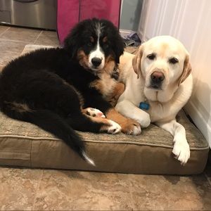 Meet your Posher, Nick