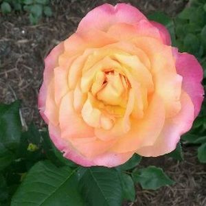 Meet your Posher, Callie