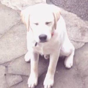 Meet your Posher, Marshall