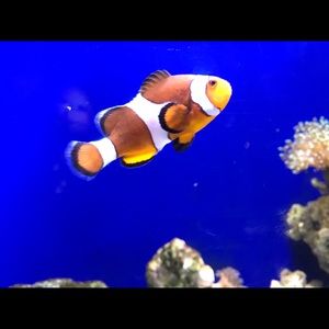 Meet your Posher, Ana