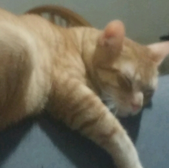 Meet your Posher, Jeannette - Picture 1 of 1