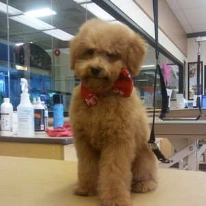 Meet your Posher, Taylor