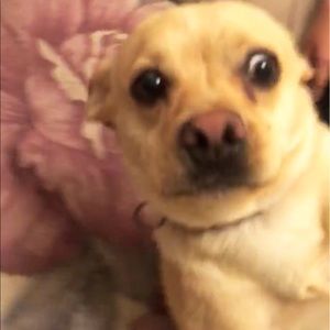 Meet your Posher, Abraham