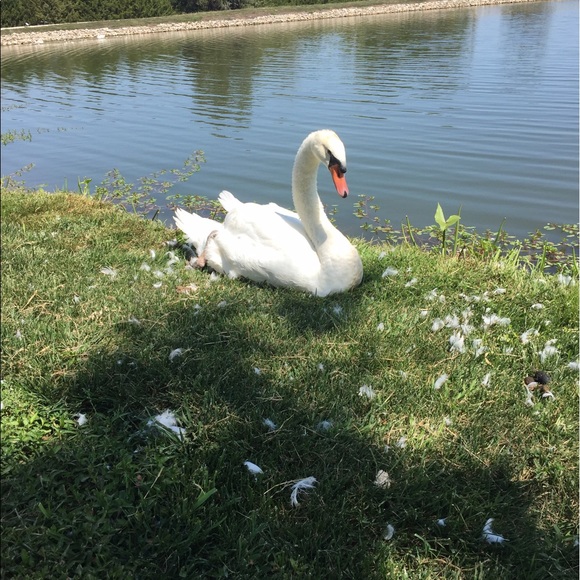 Meet your Posher, Kara - Picture 1 of 1