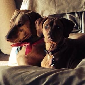 Meet your Posher, Toni