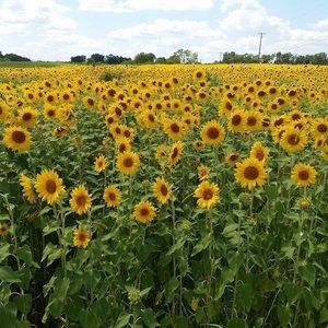 Meet your Posher, Gabrielle