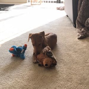 Meet your Posher, Anna