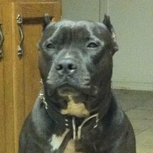 Meet your Posher, Cody