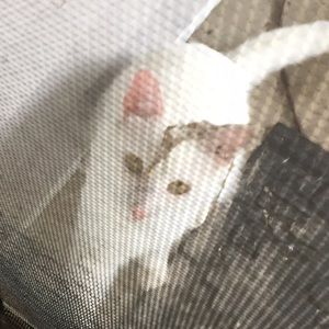 Meet your Posher, April