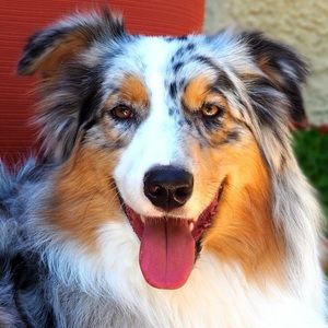 Meet your Posher, Snow