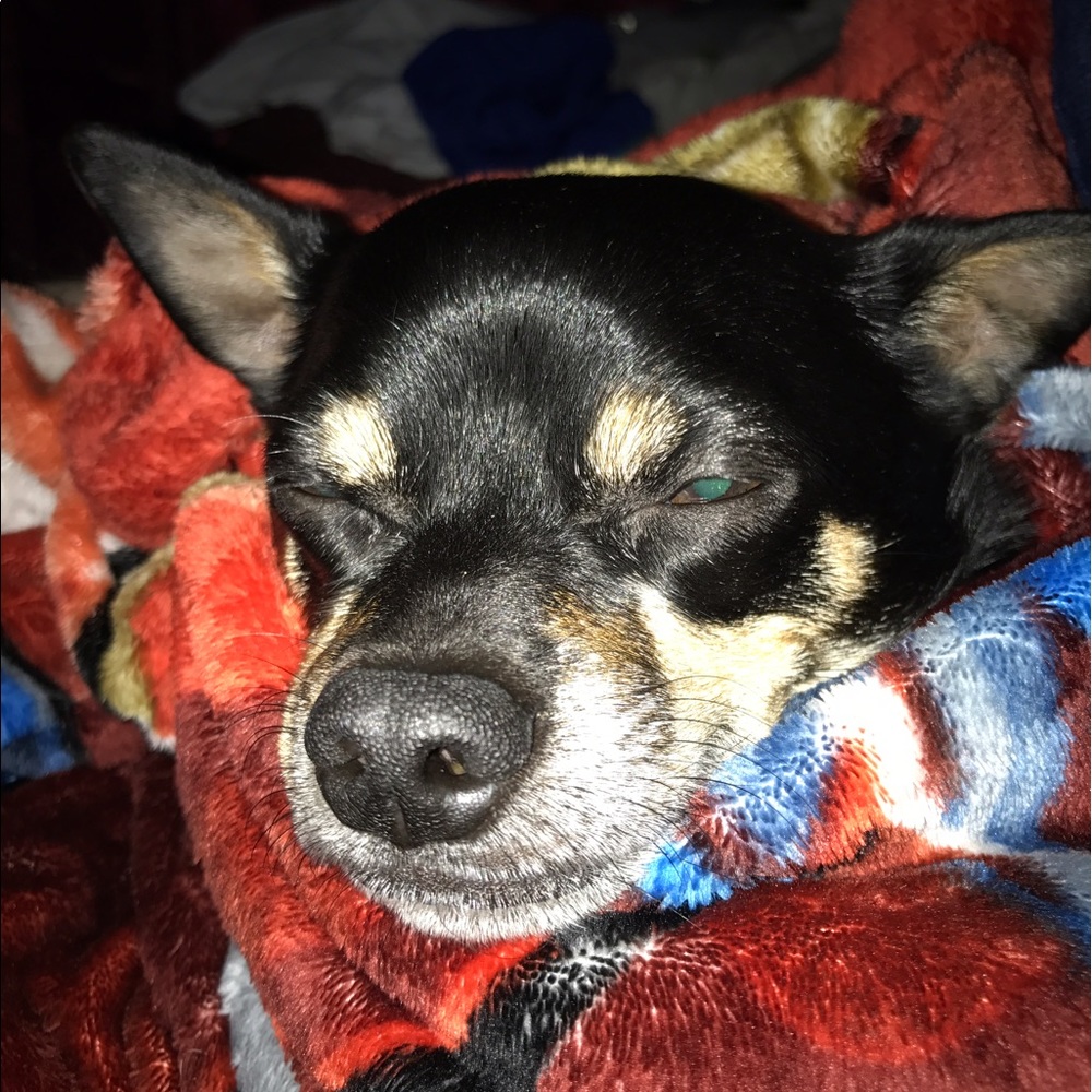 Meet your Posher, Cat