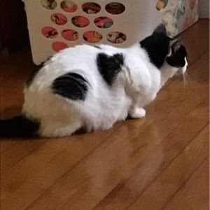 Meet your Posher, Minou