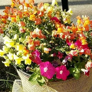 Meet your Posher, La wanda