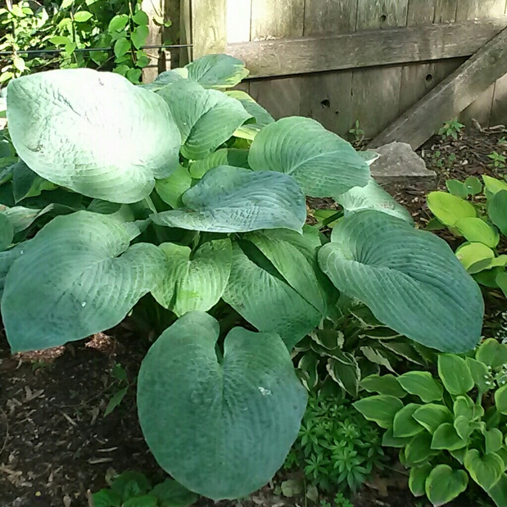 Meet your Posher, Br