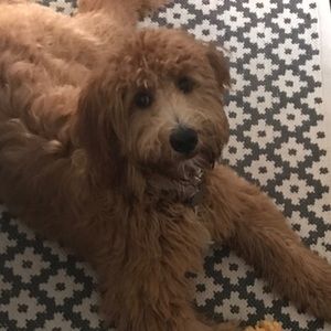 Meet your Posher, Kelsey