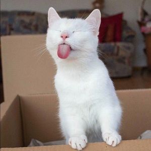 Meet your Posher, Diana