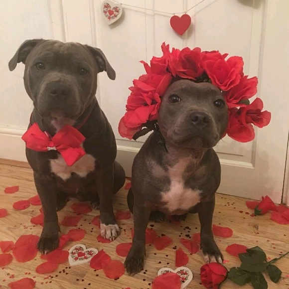 Meet your Posher, Aaliyah - Picture 1 of 1