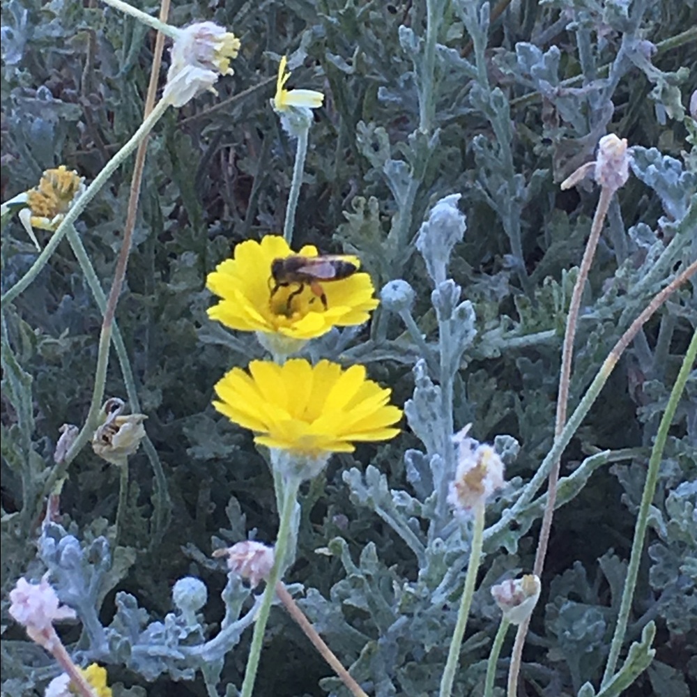 Meet your Posher, Kenisha