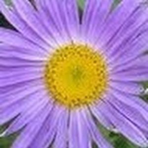 Meet your Posher, Adriana